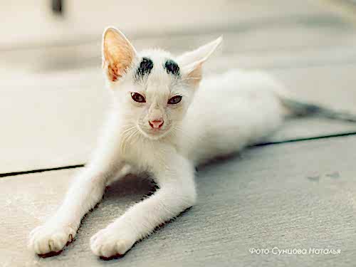 koshka-na-gili
