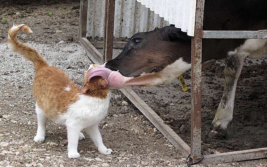 cow-lick-cat_2255820k1