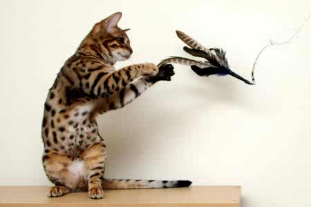 Animals___Cats__Young_Bengal_cat_playing_044840_