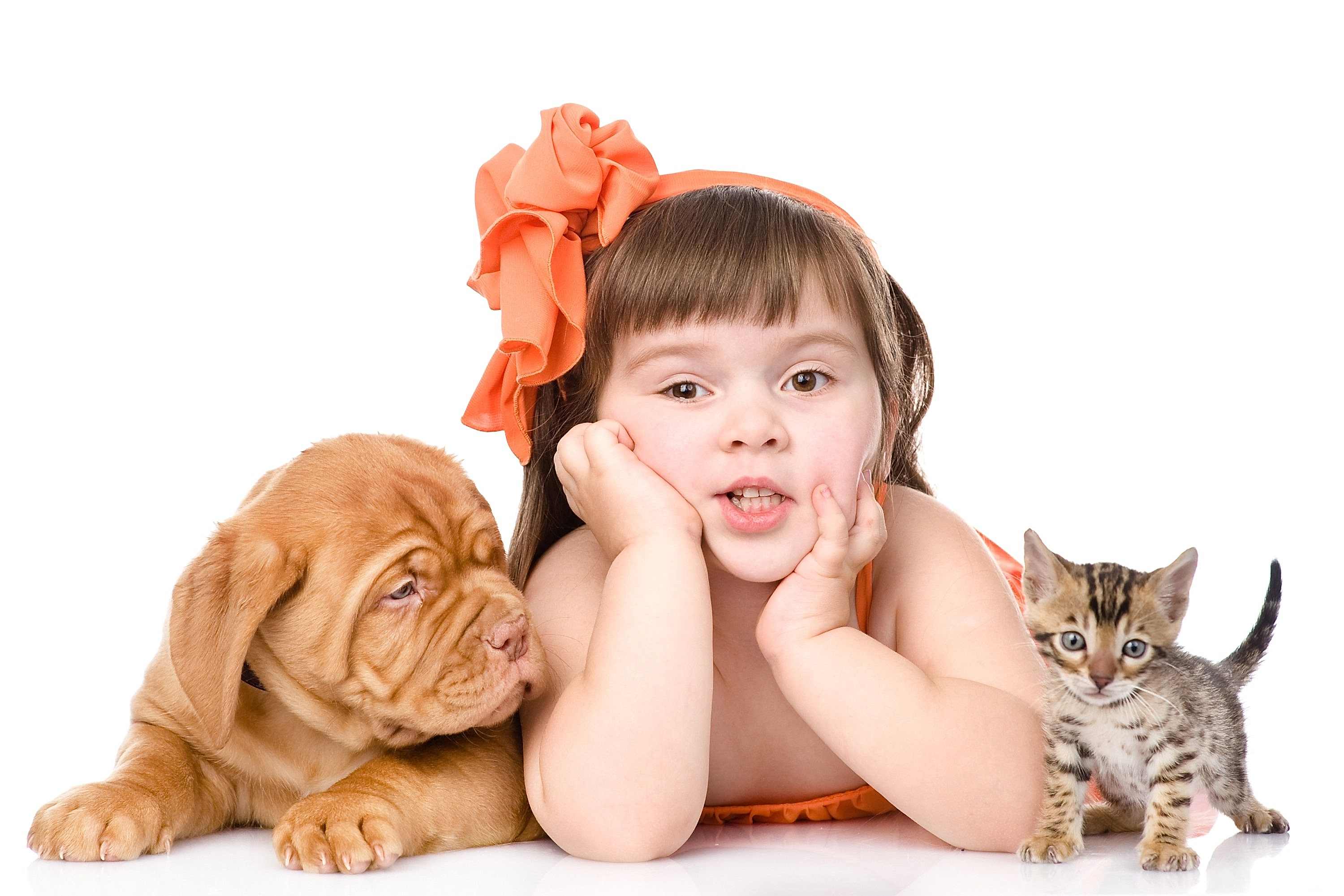 256350-animals-878