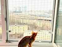 берегите котико антикошка