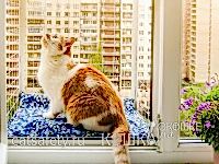 Вольер-выгул на окно WalkCat