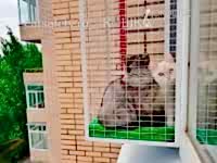 вольер-для-кошки