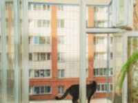 Выгул за окно WalkCat