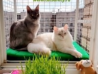 выгул-на-окно-для-кошек