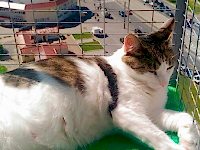 Клетка на окно
