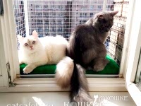 кошачий-балкон-выгул-на-окно