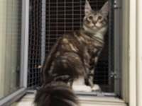 Кошачий балкон для кота на окно