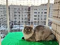 кошачий балкон