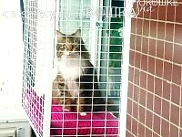 кошка в окне