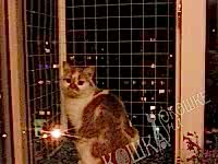Оконный выгул для котов
