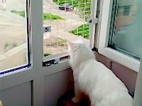 сетка от кошек